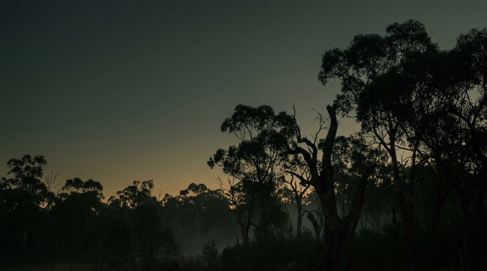 Bushland at dusk with the last light behind the treeline