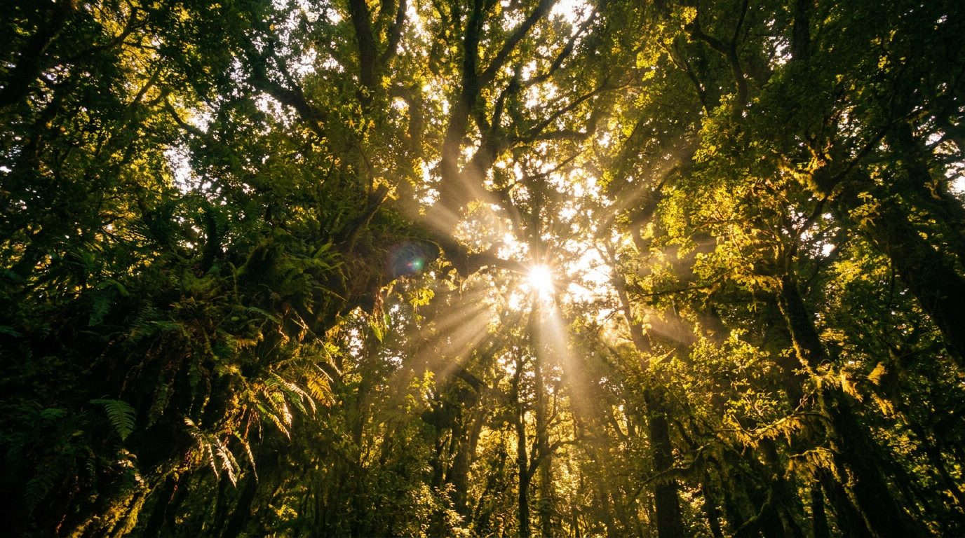 Sunlight breaking through a dense green canopy from below