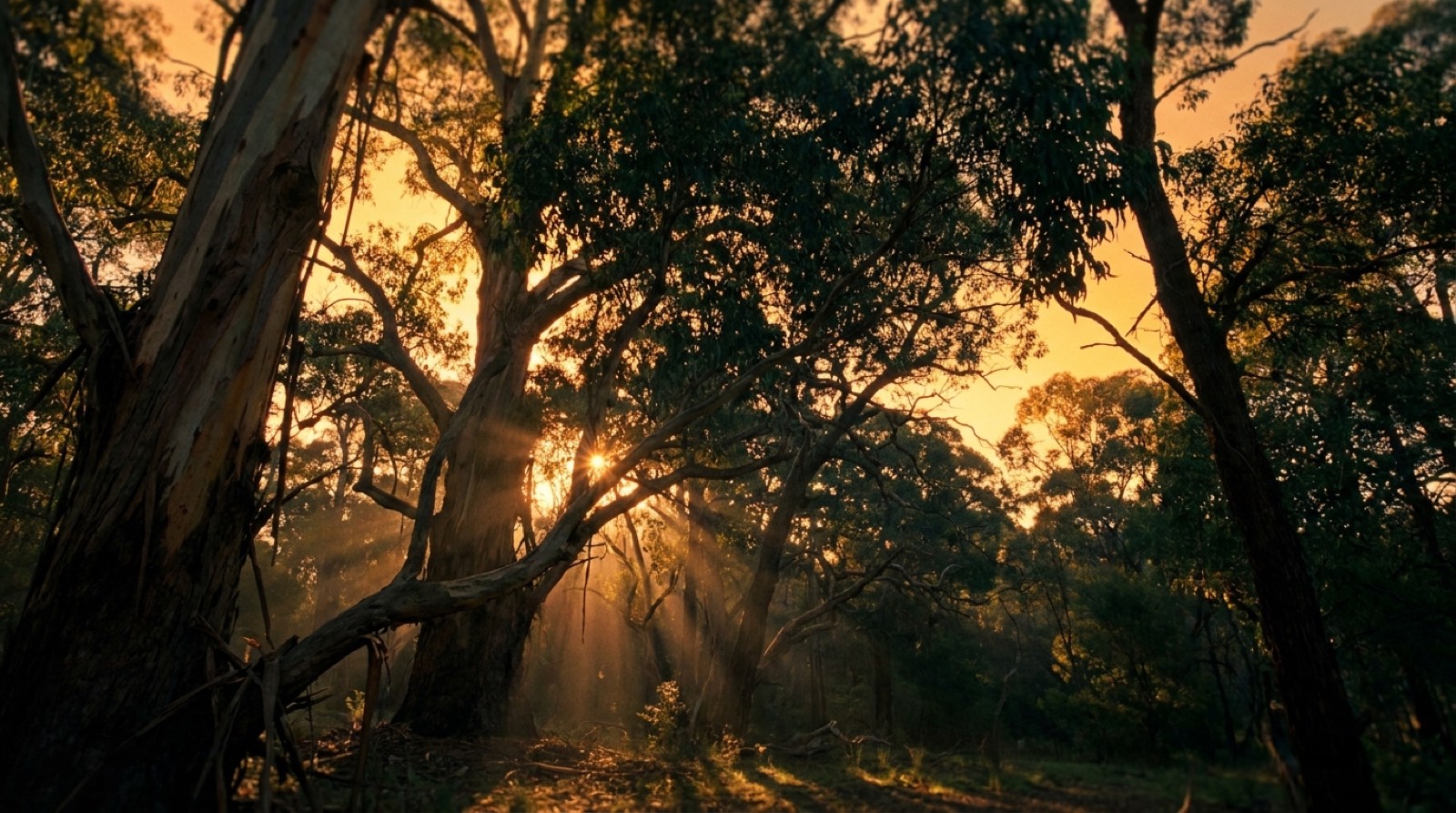 Sunlight breaking through the trunks of a stand of gums at sunrise