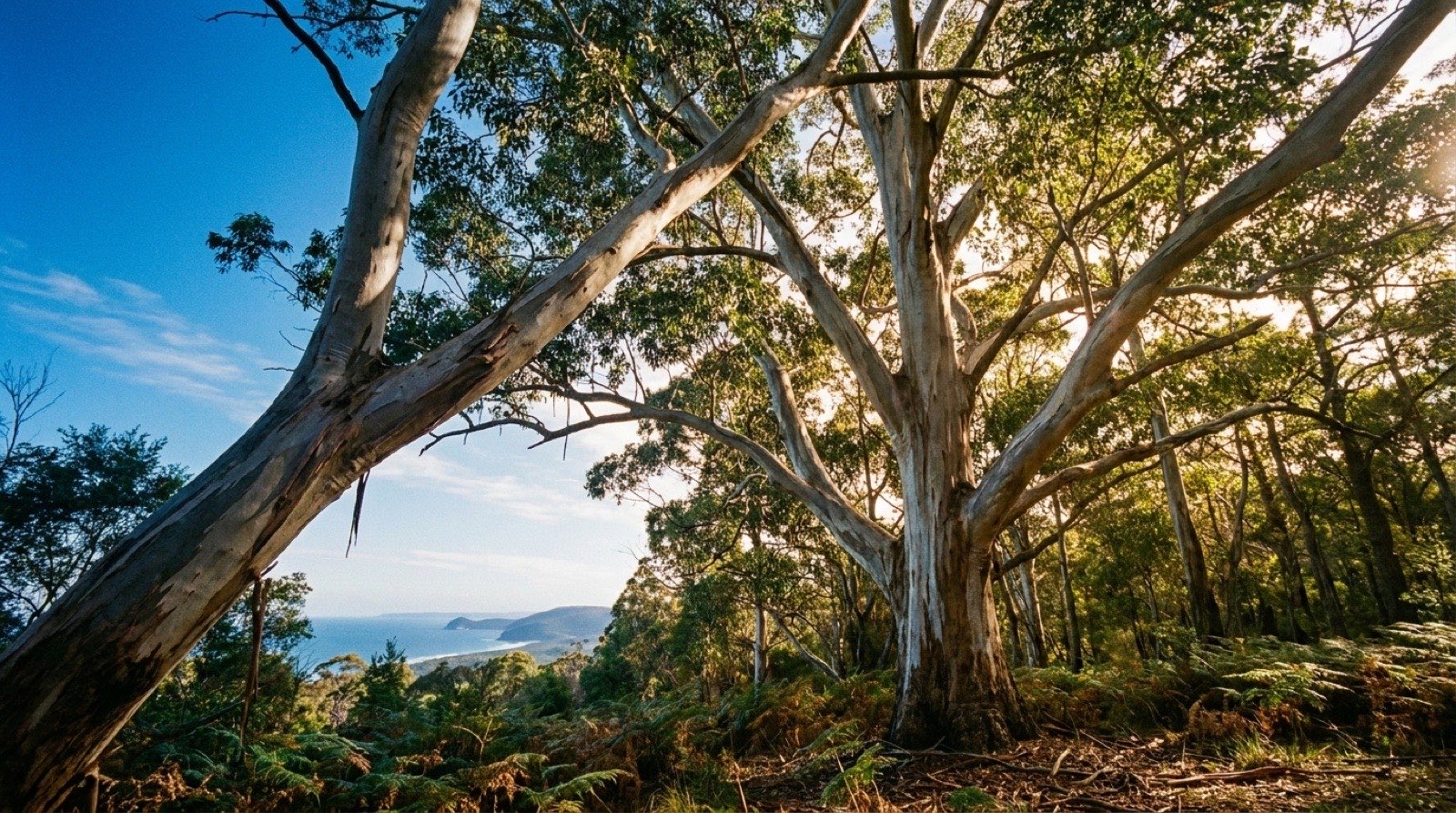 A large smooth-barked gum standing over coastal scrub with the sea behind it