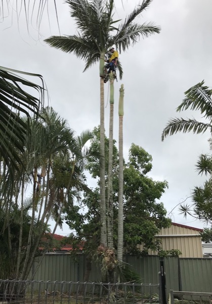 A climber roped high on a coconut palm cutting fronds away above a colorbond fence