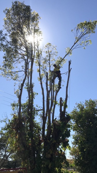 A climber roped into a stripped tree with the sun flaring behind the bare branches