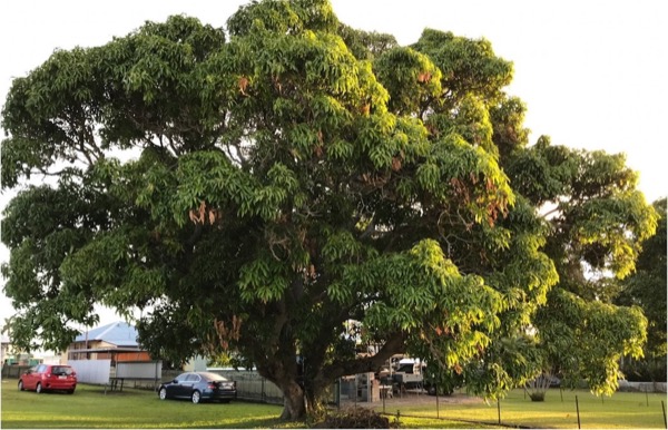 A broad mango tree in full canopy shading a suburban block