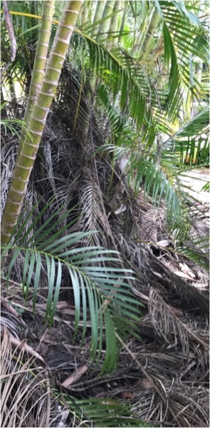 A palm crowded with dead fronds and old growth before it is cleared