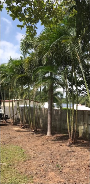 A row of palms along a timber fence with the ground underneath cleared out