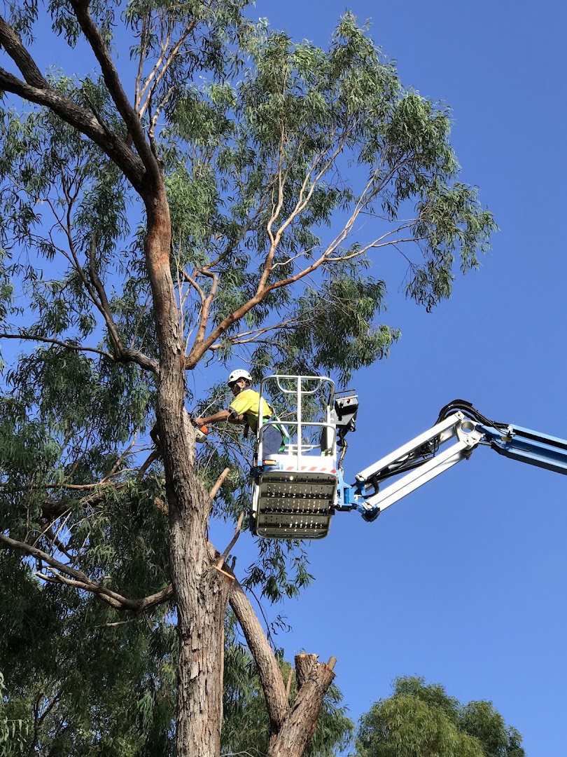 An arborist in a raised work platform basket cutting a limb from a eucalypt