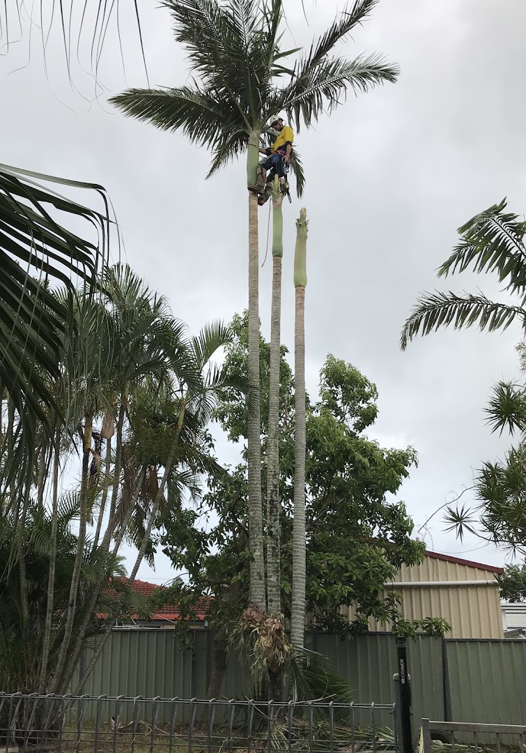 A climber roped high on a coconut palm cutting fronds away