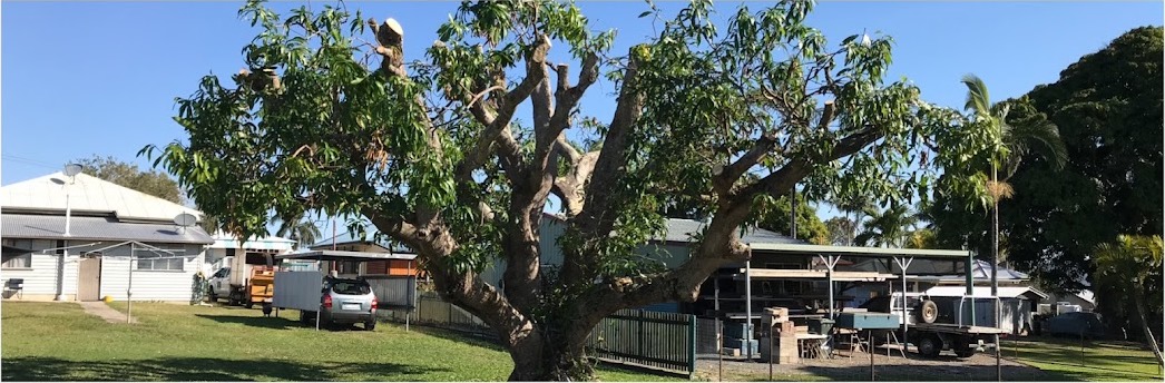 A mango tree cut back to its main limbs above a mown block with sheds behind