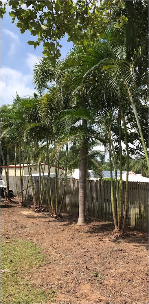 A row of palms along a timber fence with the ground cleared underneath